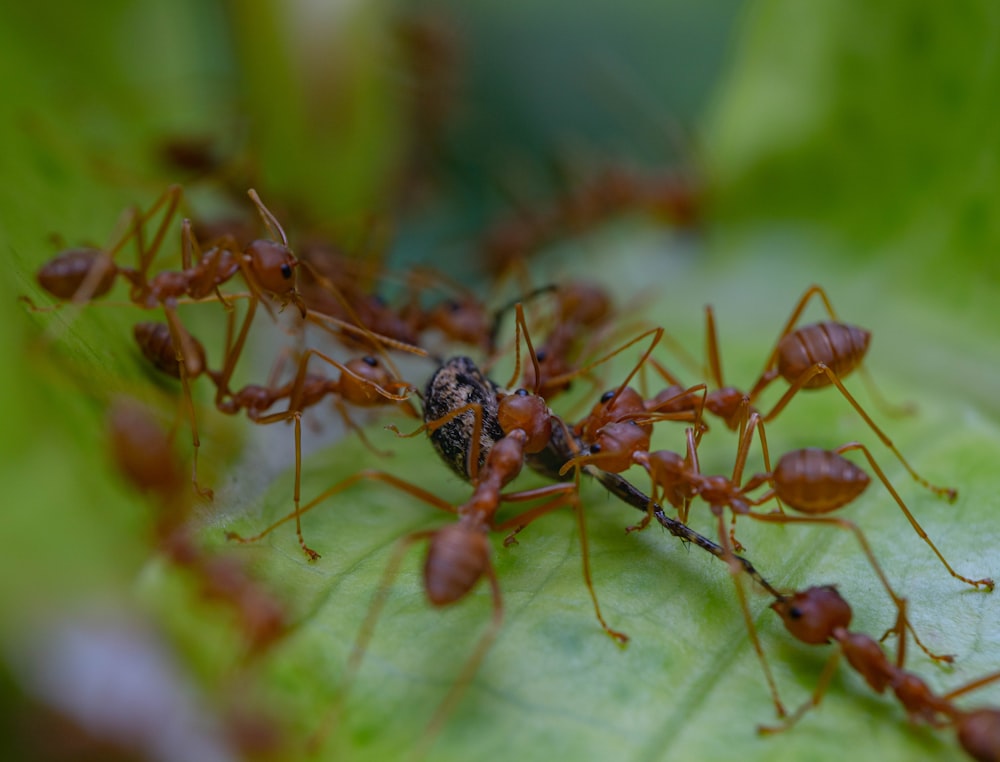 a close up of a bug