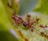 A group of reddish-brown ants surrounds a dead insect on a light green leaf. The ants are clustered around the insect, suggesting predation or scavenging behavior.