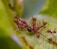 A group of reddish-brown ants surrounds a dead insect on a light green leaf. The ants are clustered around the insect, suggesting predation or scavenging behavior.