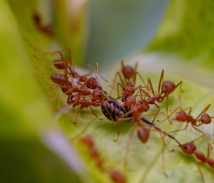 A group of reddish-brown ants surrounds a dead insect on a light green leaf. The ants are clustered around the insect, suggesting predation or scavenging behavior.