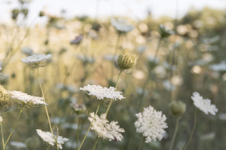 The image depicts a field filled with white flowers, likely daisies or buttercups, swaying gently in the breeze. The flowers are scattered throughout the frame, creating a sense of depth and perspective. Some flowers are closer to the camera, while others are further away, adding a dynamic element to the scene. The background is blurred, drawing focus to the vibrant colors and shapes of the flowers.