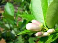 A close-up of lemon blossoms with delicate white petals and bright green leaves.