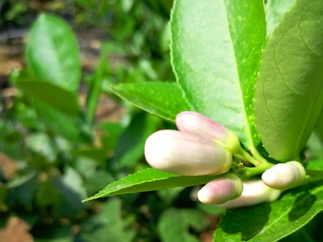 A close-up of a vibrant lemon blossom glowing softly in morning light.