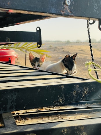Two kittens are positioned between metal bars in a sunlit outdoor setting. One kitten has a white and tabby coat, peeking through the slats, while the other, with black and white markings, is grooming itself. The background features a blurred landscape with a dry, open area and sparse vegetation. Near the kittens, a red object is visible, partially obscured by a palm leaf.