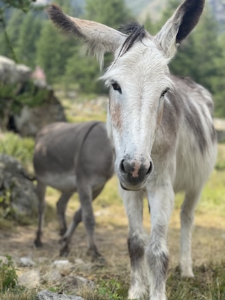 A close-up of a donkey with a light gray and white coat stands in a grassy, natural area. Behind it, another donkey faces away, partially obstructed by rocks and greenery. The background features blurred images of trees and a rocky landscape.