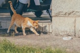 A ginger and white cat walks cautiously on a concrete surface near a building with stone walls. In the background, there's a scooter parked with its wheel visible. A small white dish with some food is placed on the ground.