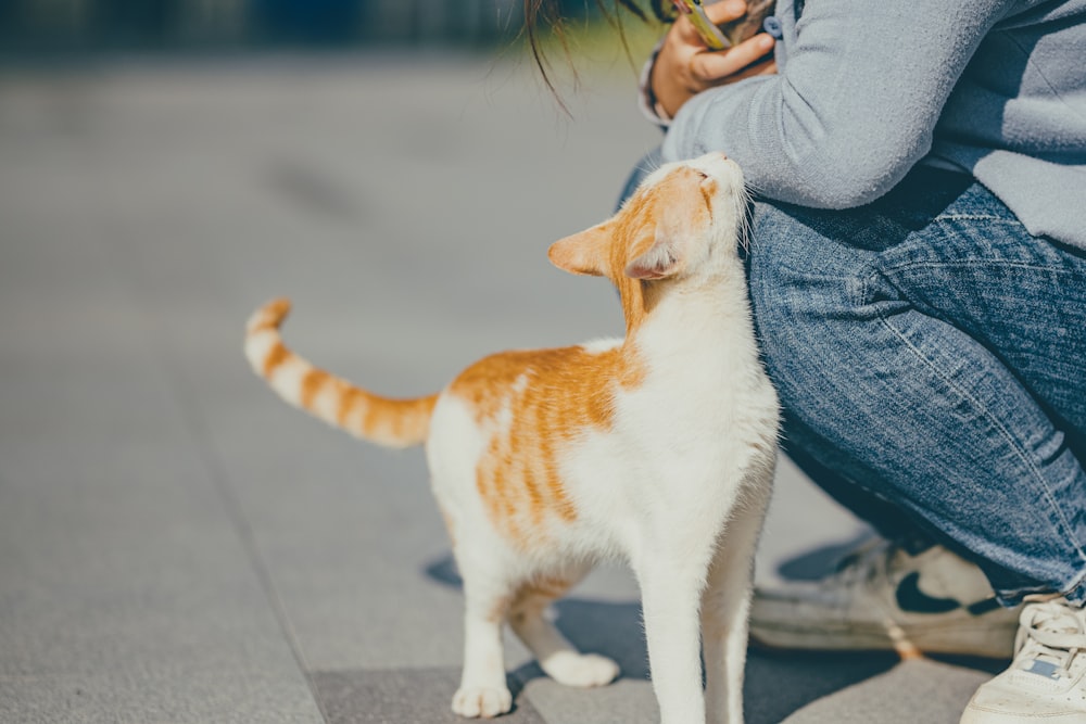 a dog standing next to a person