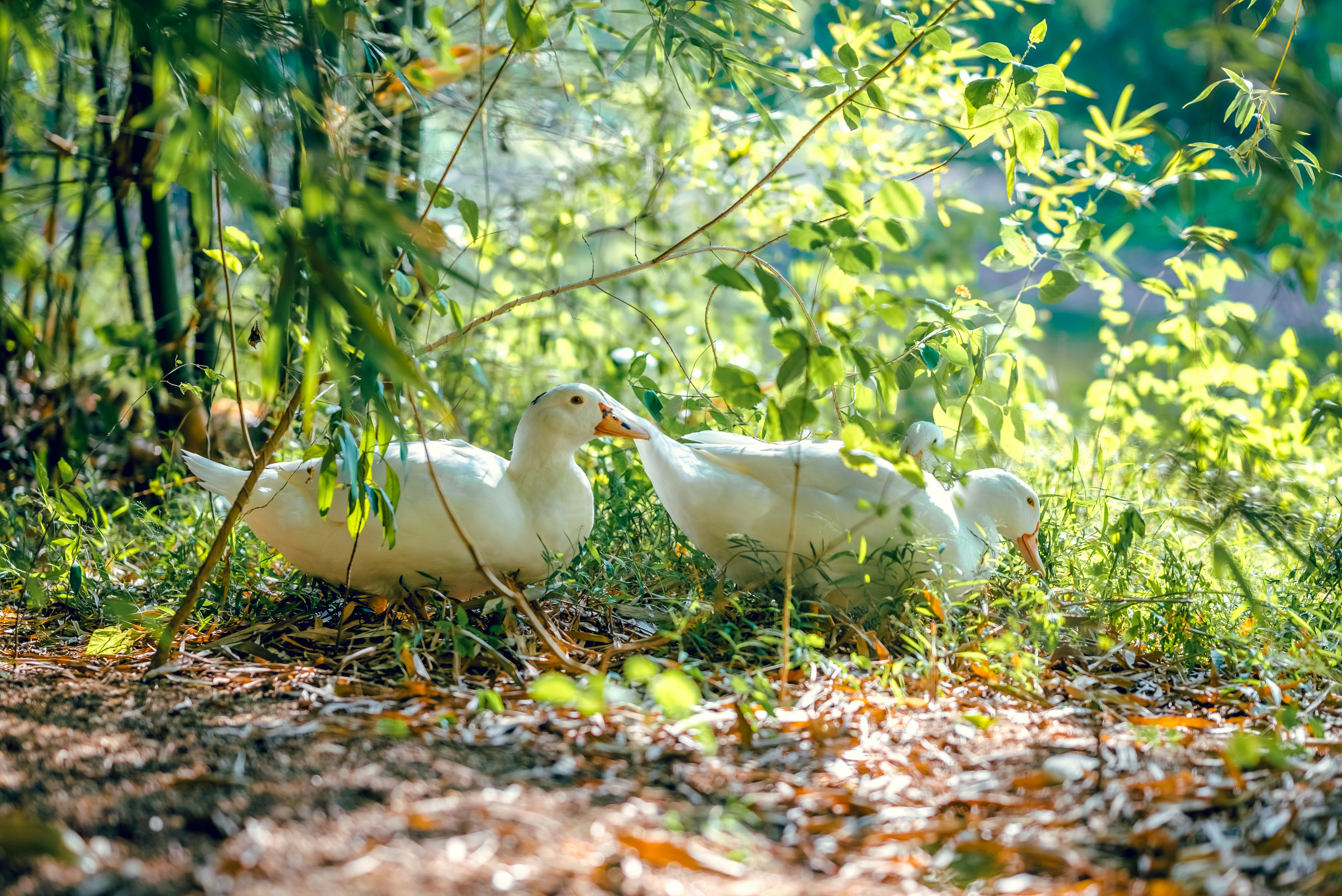 Do Ducks Lay Eggs All Year Round? (Secret REVEALED!) 2024 »