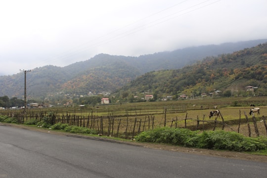 A rural landscape with a paved road running alongside fenced fields. Cows are grazing in the fields, and a few houses are scattered in the background. Rolling hills or low mountains are visible in the distance under an overcast sky.