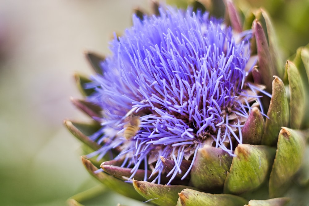 a purple flower with green leaves