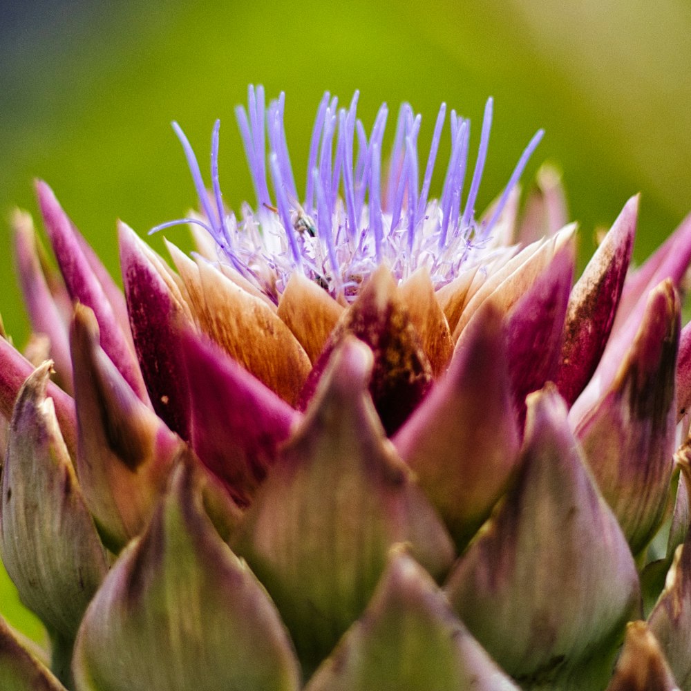 a close up of a flower