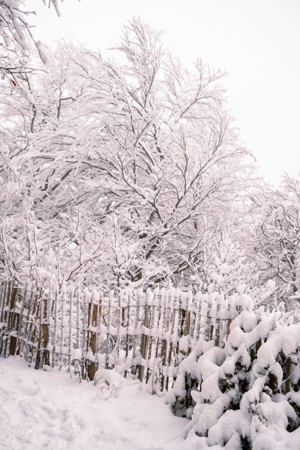 a snowy forest with trees