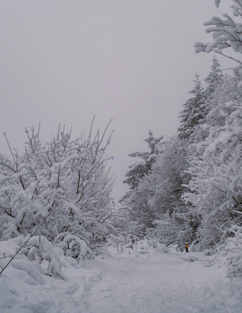 a snowy forest with trees