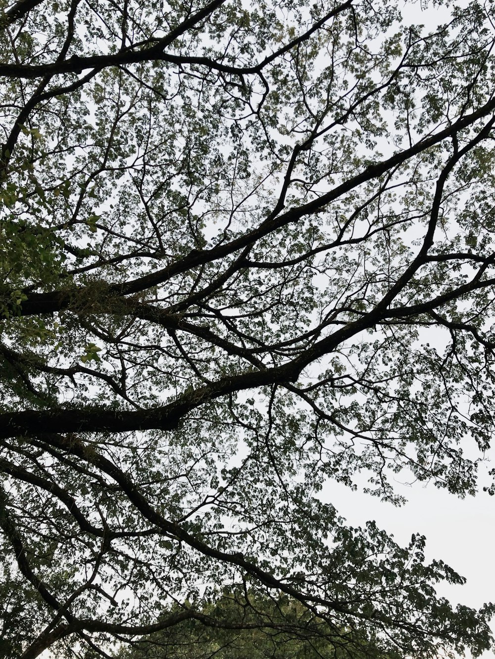 a tree with many branches