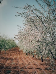 Rows of cherry trees blossoming in a sunny orchard.