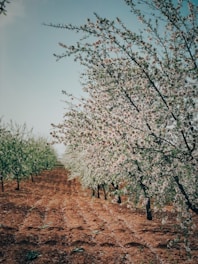 Rows of healthy cherry trees blossoming in a sunny orchard.