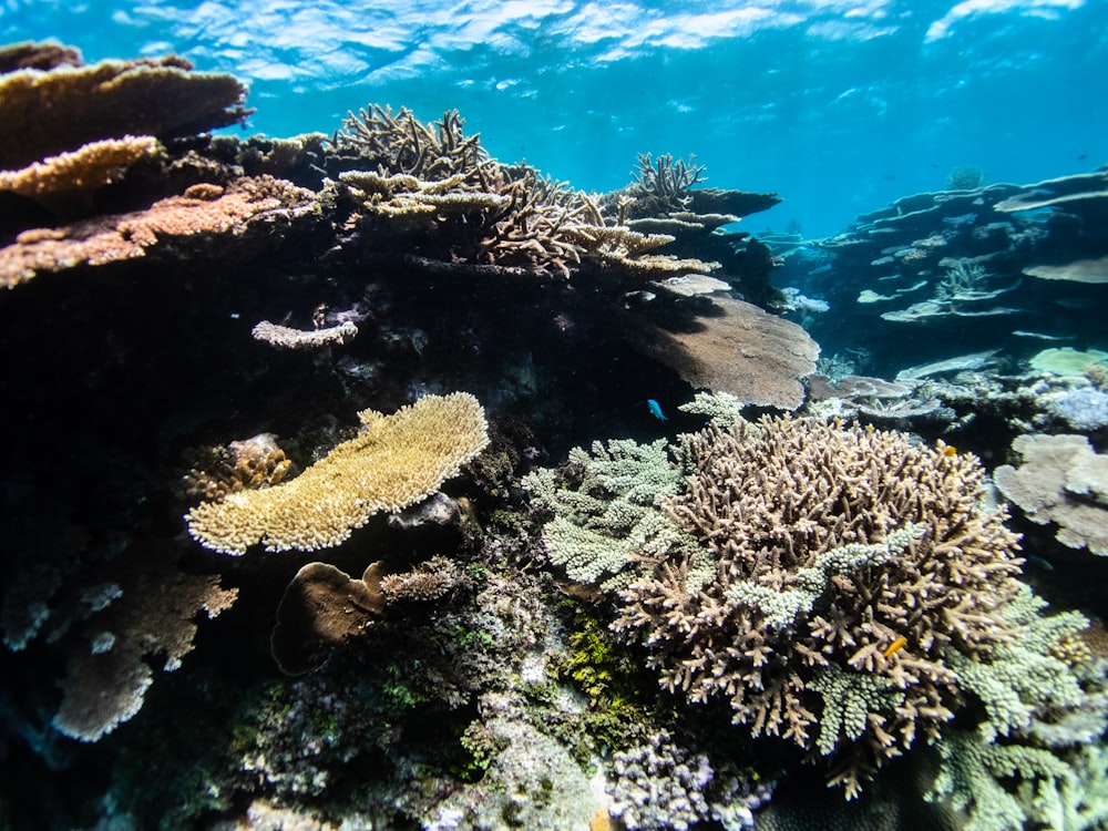 a coral reef with fish