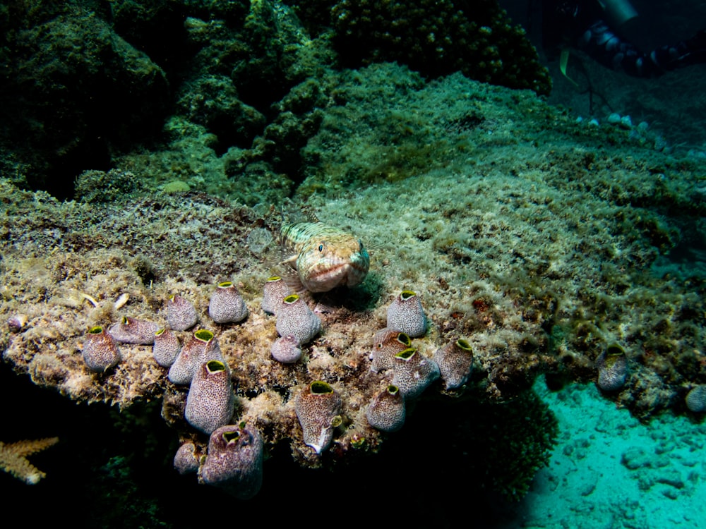 a group of fish swimming in the water