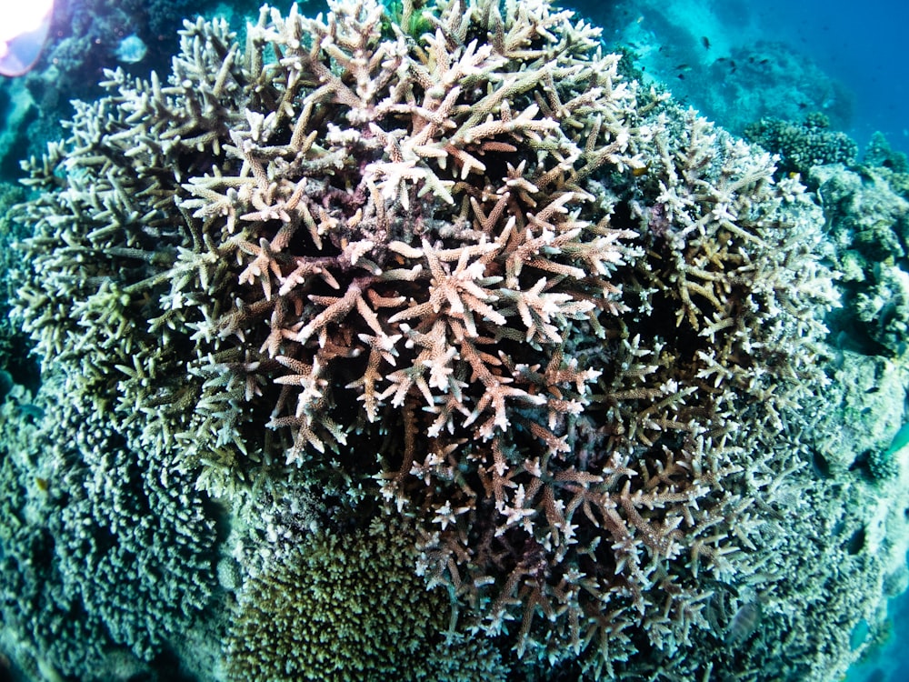 a close-up of a coral reef