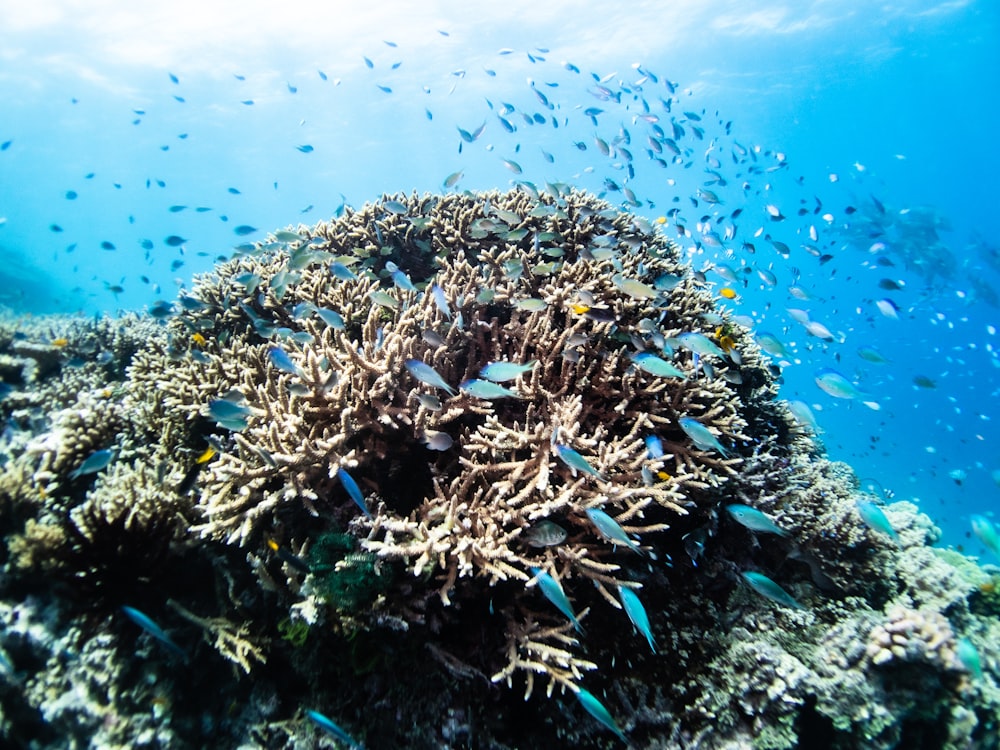 a school of fish in the ocean