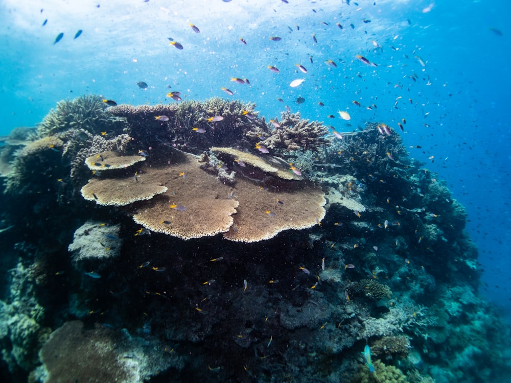 Un grupo de peces nadando en el océano