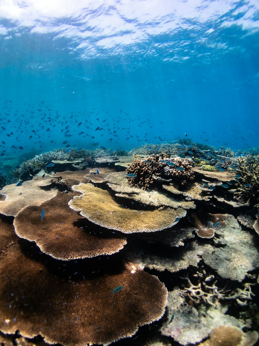 a group of fish swimming in the ocean