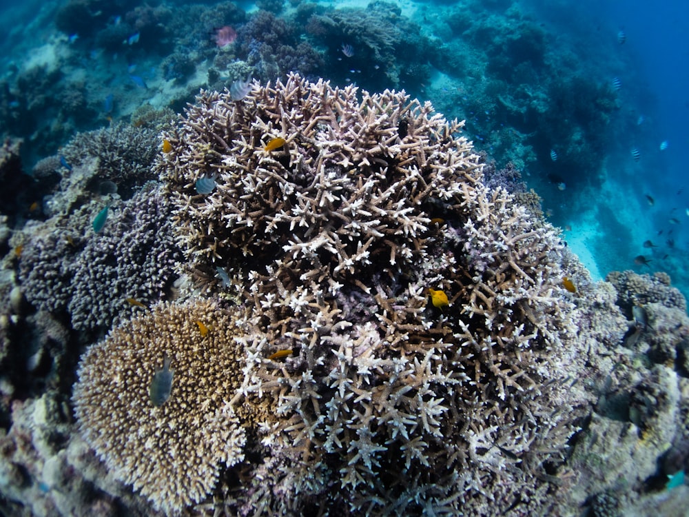 a close-up of a coral reef