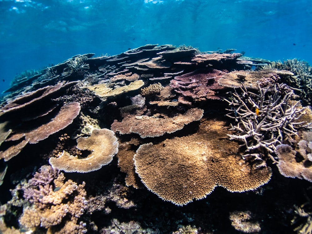 a coral reef with a few plants