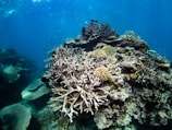 A vibrant underwater scene featuring a diverse and colorful coral reef. Numerous corals, including various types of branching and boulder corals, populate the image. Small fish swim around the reef, adding to the dynamic and lively marine environment. The clear blue water enhances the visibility and detail of the reef structures.