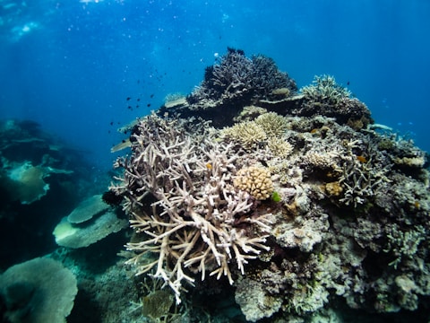 A vibrant underwater scene featuring a diverse and colorful coral reef. Numerous corals, including various types of branching and boulder corals, populate the image. Small fish swim around the reef, adding to the dynamic and lively marine environment. The clear blue water enhances the visibility and detail of the reef structures.