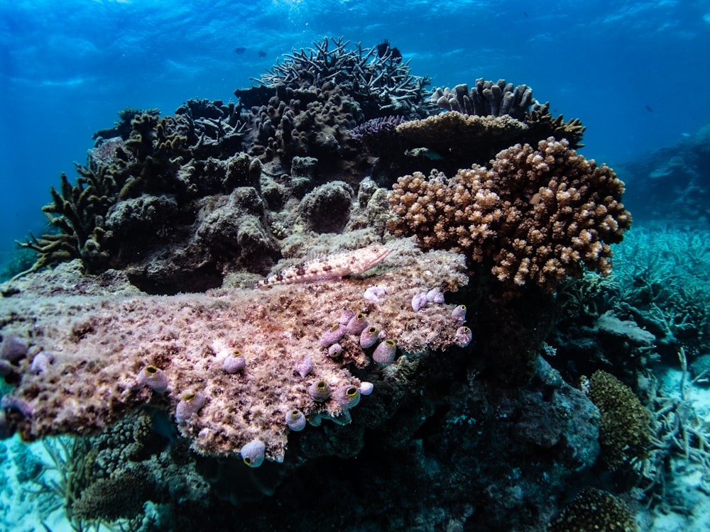 a coral reef with pink flowers