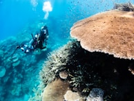 Two scuba divers explore an underwater coral reef. The clear blue water highlights vibrant coral formations and small fishes surrounding the area. Bubbles rise from the divers' breathing equipment.