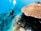 Two scuba divers explore an underwater coral reef. The clear blue water highlights vibrant coral formations and small fishes surrounding the area. Bubbles rise from the divers' breathing equipment.