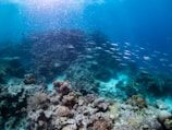 An underwater scene displays a vibrant coral reef ecosystem. Various corals of different shapes and sizes cover the ocean floor, providing habitat for an array of marine life. A school of slender fish swims across the scene, navigating through clear blue water lit by shimmering sunlight from above.
