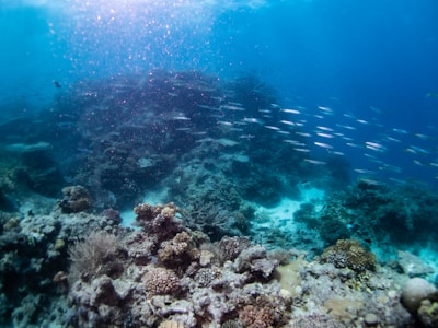 An underwater scene displays a vibrant coral reef ecosystem. Various corals of different shapes and sizes cover the ocean floor, providing habitat for an array of marine life. A school of slender fish swims across the scene, navigating through clear blue water lit by shimmering sunlight from above.