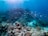 An underwater scene displays a vibrant coral reef ecosystem. Various corals of different shapes and sizes cover the ocean floor, providing habitat for an array of marine life. A school of slender fish swims across the scene, navigating through clear blue water lit by shimmering sunlight from above.