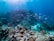 An underwater scene displays a vibrant coral reef ecosystem. Various corals of different shapes and sizes cover the ocean floor, providing habitat for an array of marine life. A school of slender fish swims across the scene, navigating through clear blue water lit by shimmering sunlight from above.