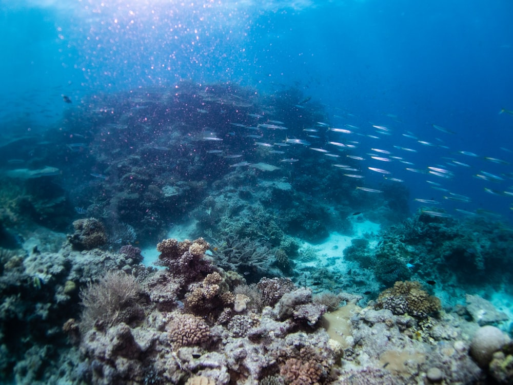 a coral reef under water