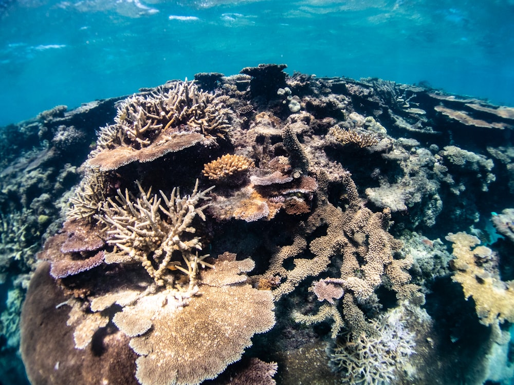 a close-up of a coral reef