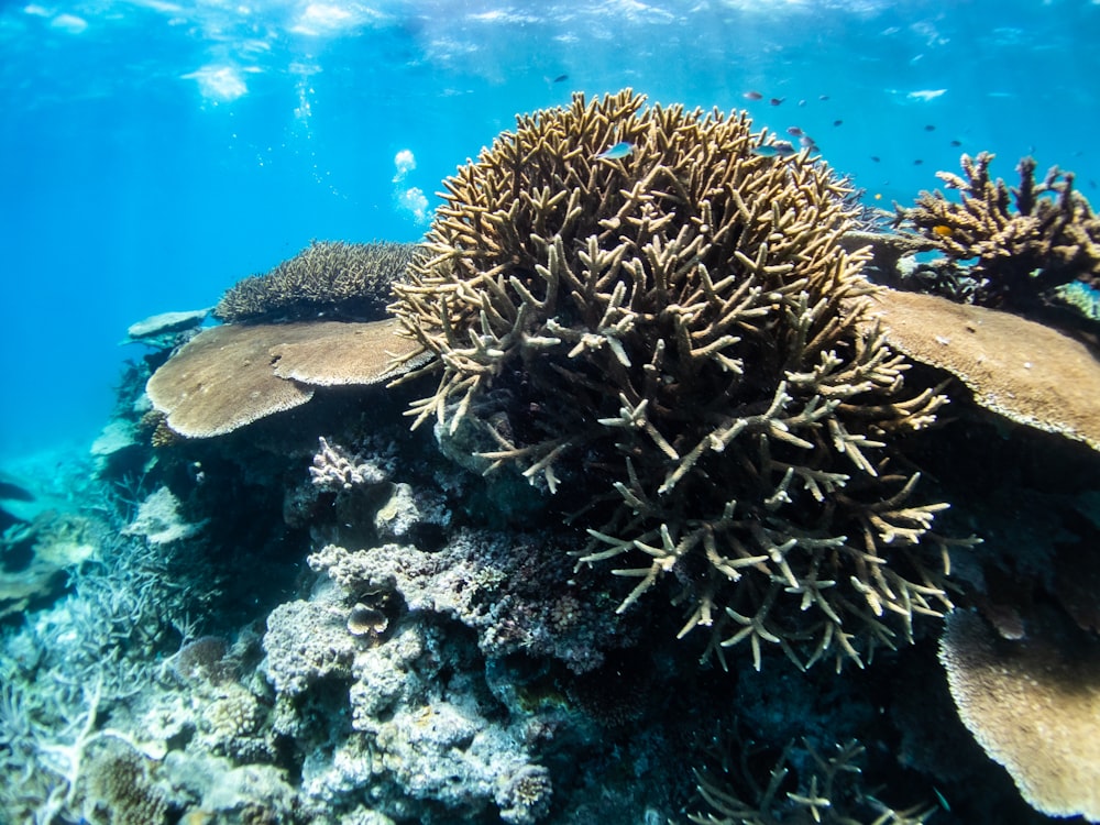 a sea urchin in the water