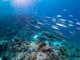 Shoal of silver fish swirling in formation against the vibrant reef backdrop.