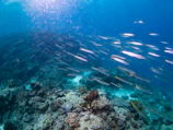A school of colorful fish swimming through the reef.