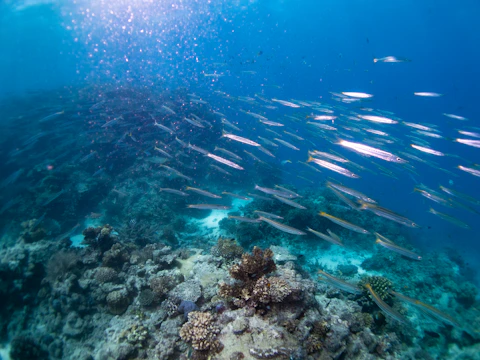 A school of colorful fish swimming through the reef.