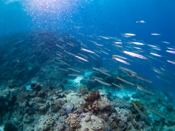 Shoal of silver fish swirling in formation against the vibrant reef backdrop.