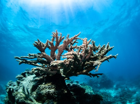 Coral formation grows vibrantly under the clear blue ocean water. Sunlight filters through the surface, illuminating the coral and surrounding seabed. The scene is serene and teeming with marine life, showcasing the intricate details and colors of the underwater ecosystem.