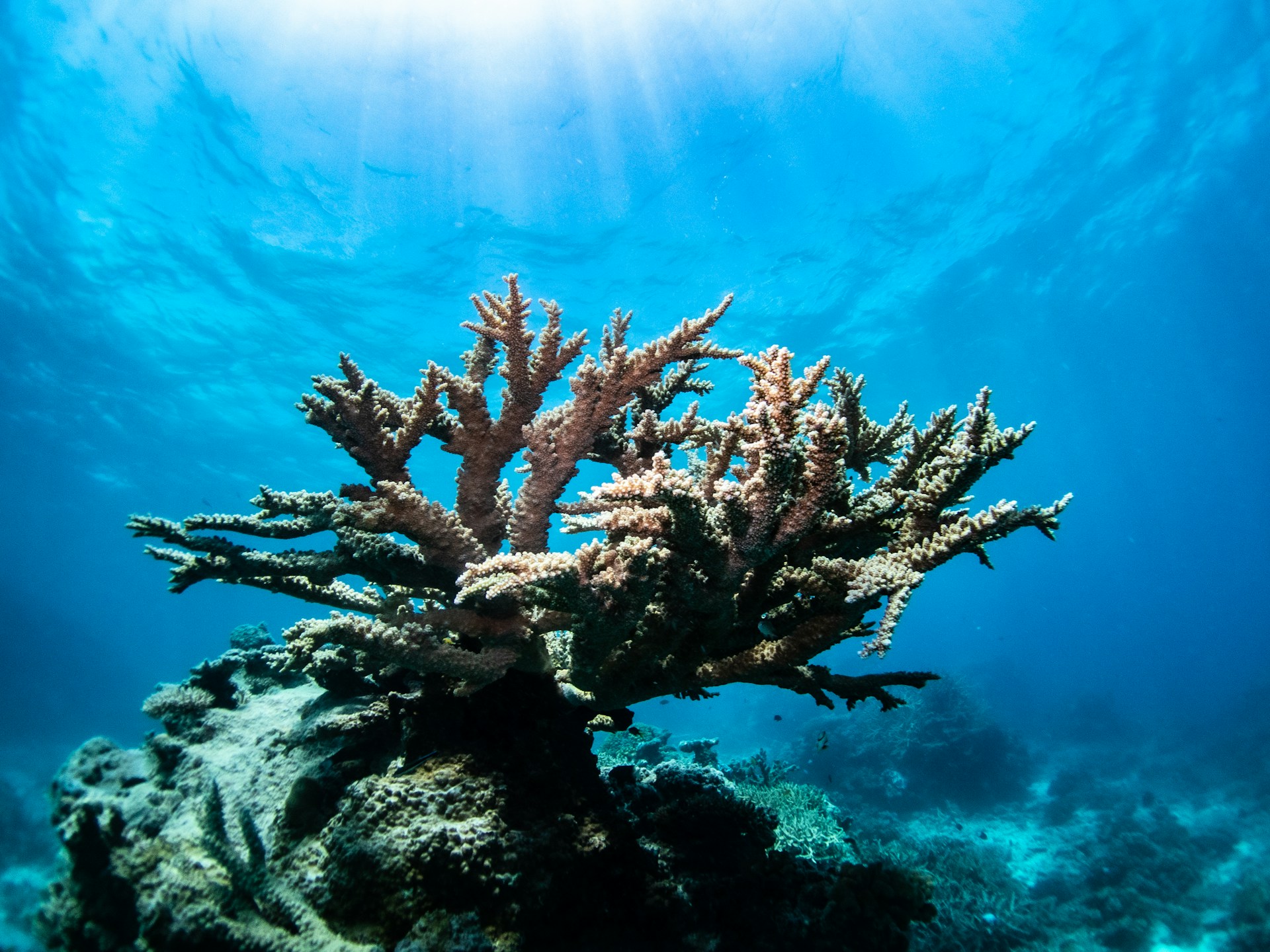 a coral reef under water