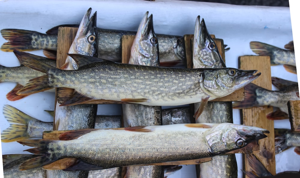 a group of fish on display