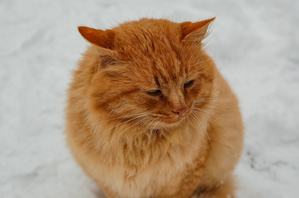 a cat sitting in the snow