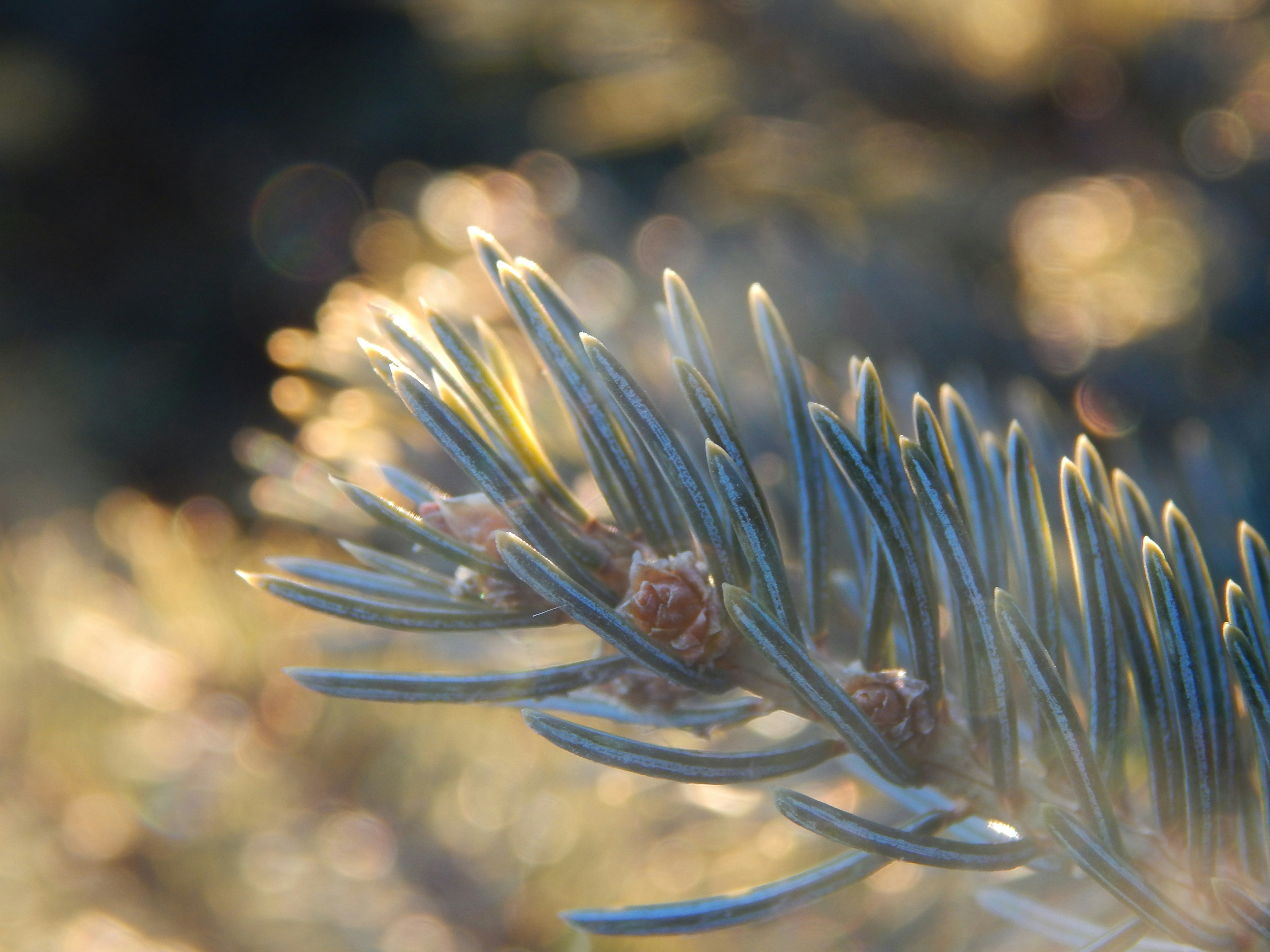 Photo by scarlettweiss