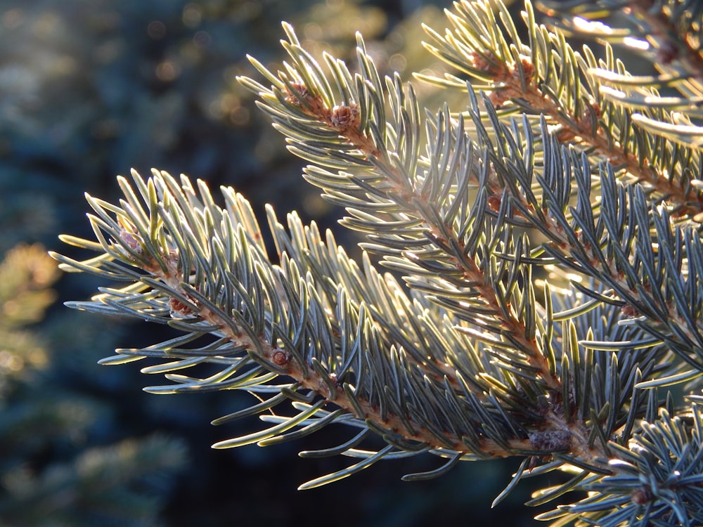 a close up of a plant